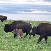 Buffalo image